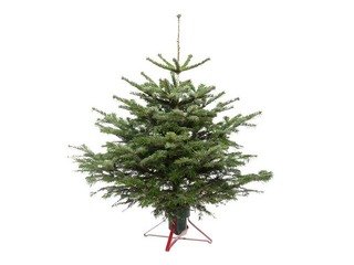 Egle griezta Nordmann, Premium kvalitāte, 1.25 m