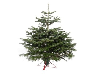 Egle griezta Nordmann, Premium kvalitāte, 1.50 m