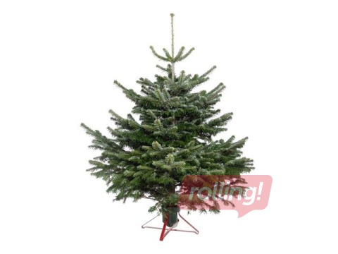 Egle griezta Nordmann, Premium kvalitāte, 1.75 m