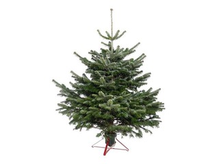 Egle griezta Nordmann, Premium kvalitāte, 1.75 m