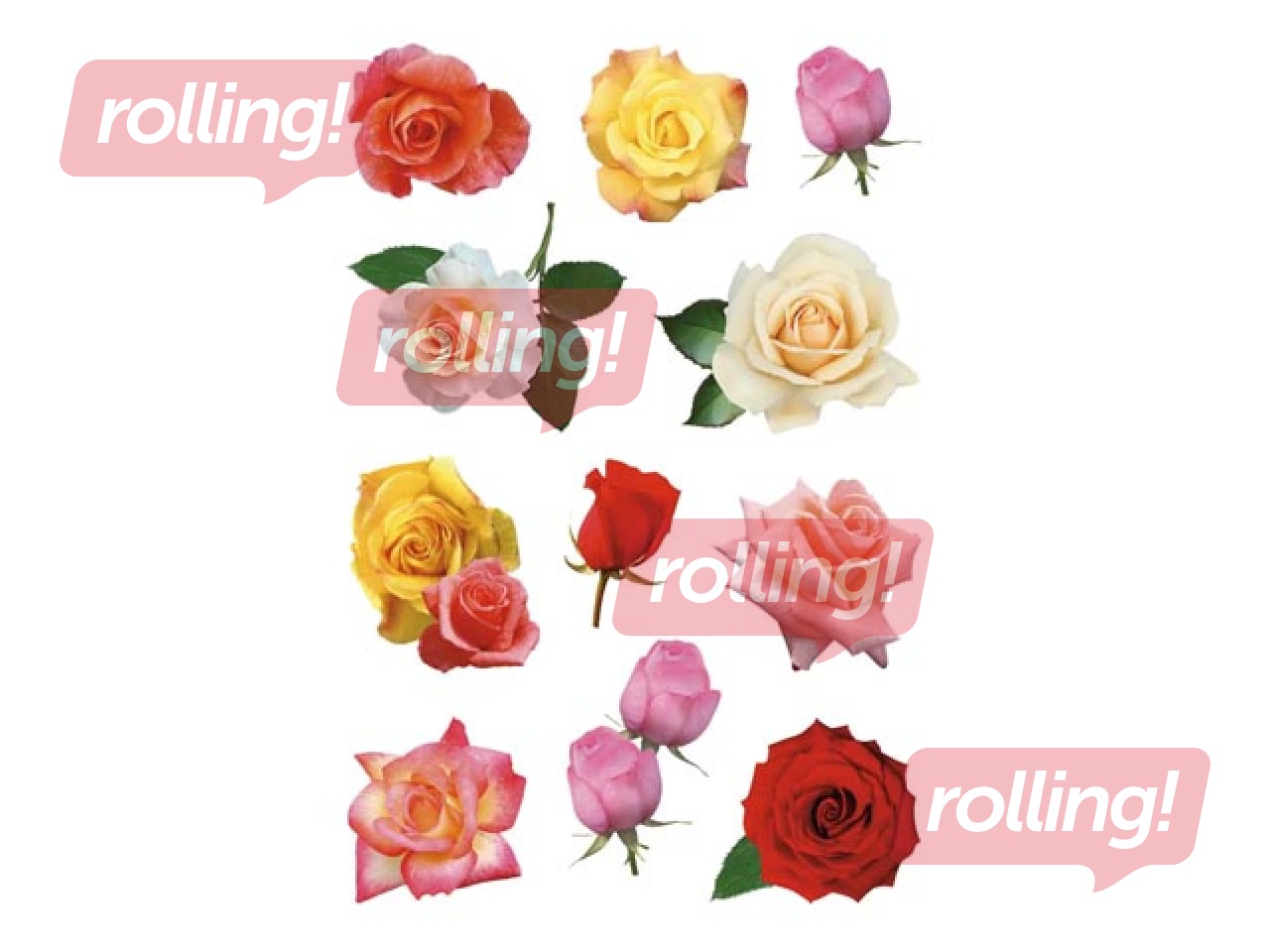 Kleebised Herma Decor Rose blossoms, 3 lehte