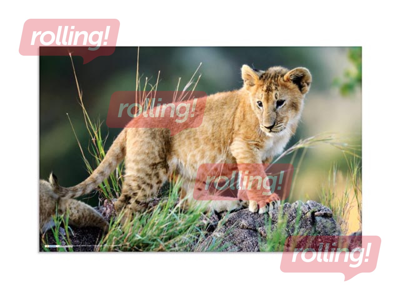 Desk pad with animals motif, 55x35cm