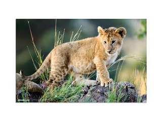 Lauaalus, loomade motiiviga, 55x35cm