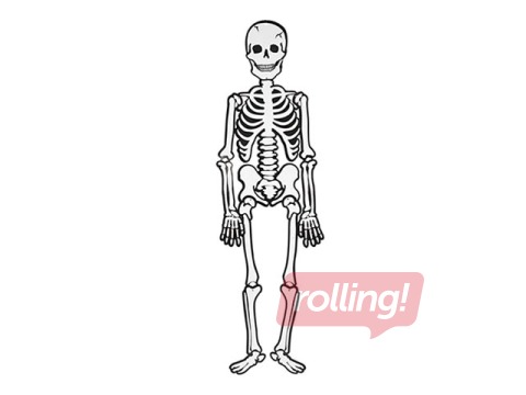 Skeleton, white, H=120cm