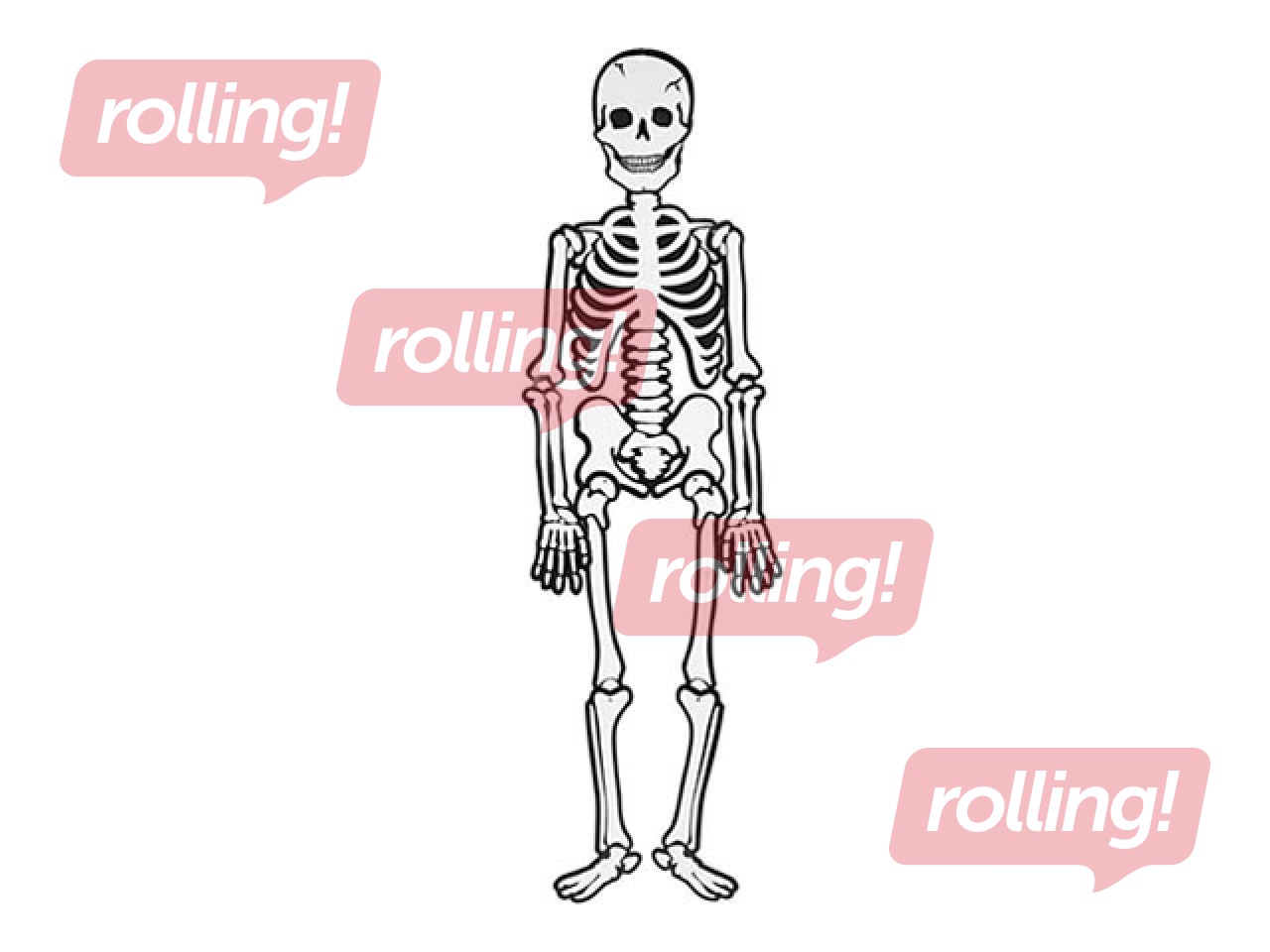 Skeleton, white, H=120cm