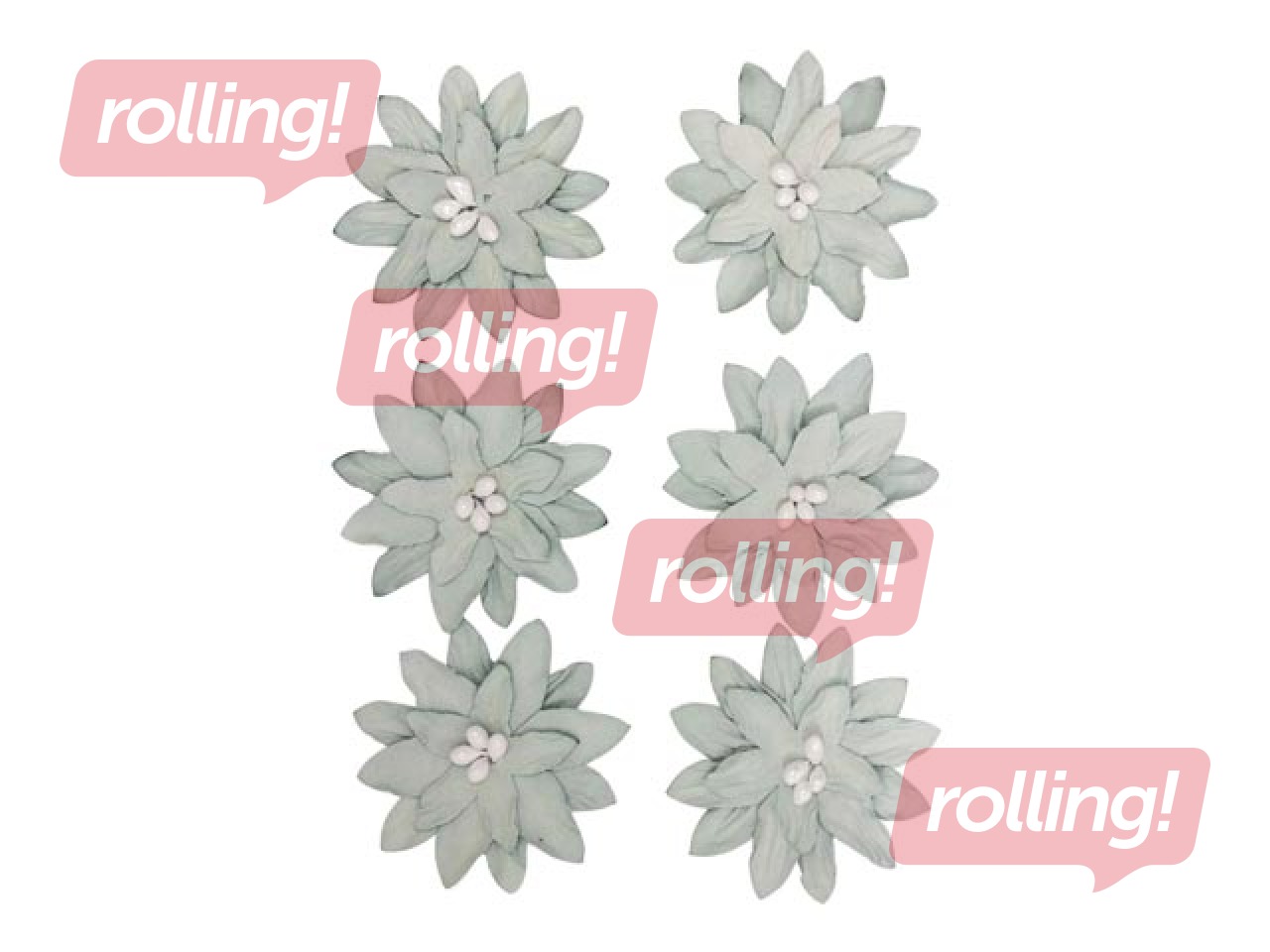 Dedoratiivsed lilled daaliad, hall, 6 tk.