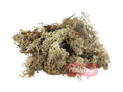 Stabilized moss, 300g, grey