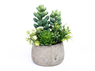 Mākslīgais augs Domoletti, sukulents podiņā, zaļš, 20cm