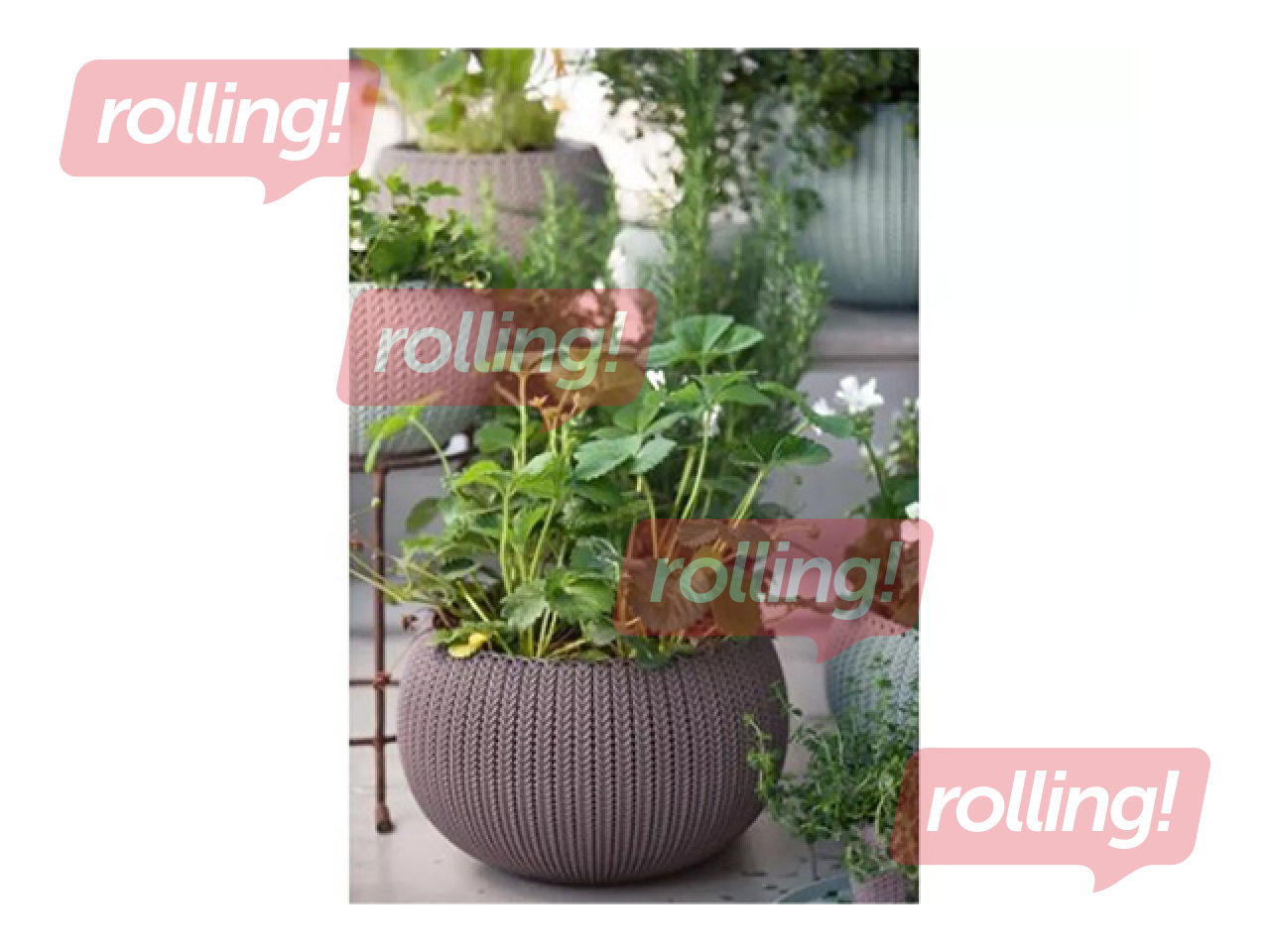 Dekoratiivne lillepott Keter Cozy M, riputatav, plast, lilla, Ø36cm