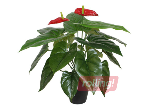 Kunsttaim Anthurium flamingo, must pott, 45cm