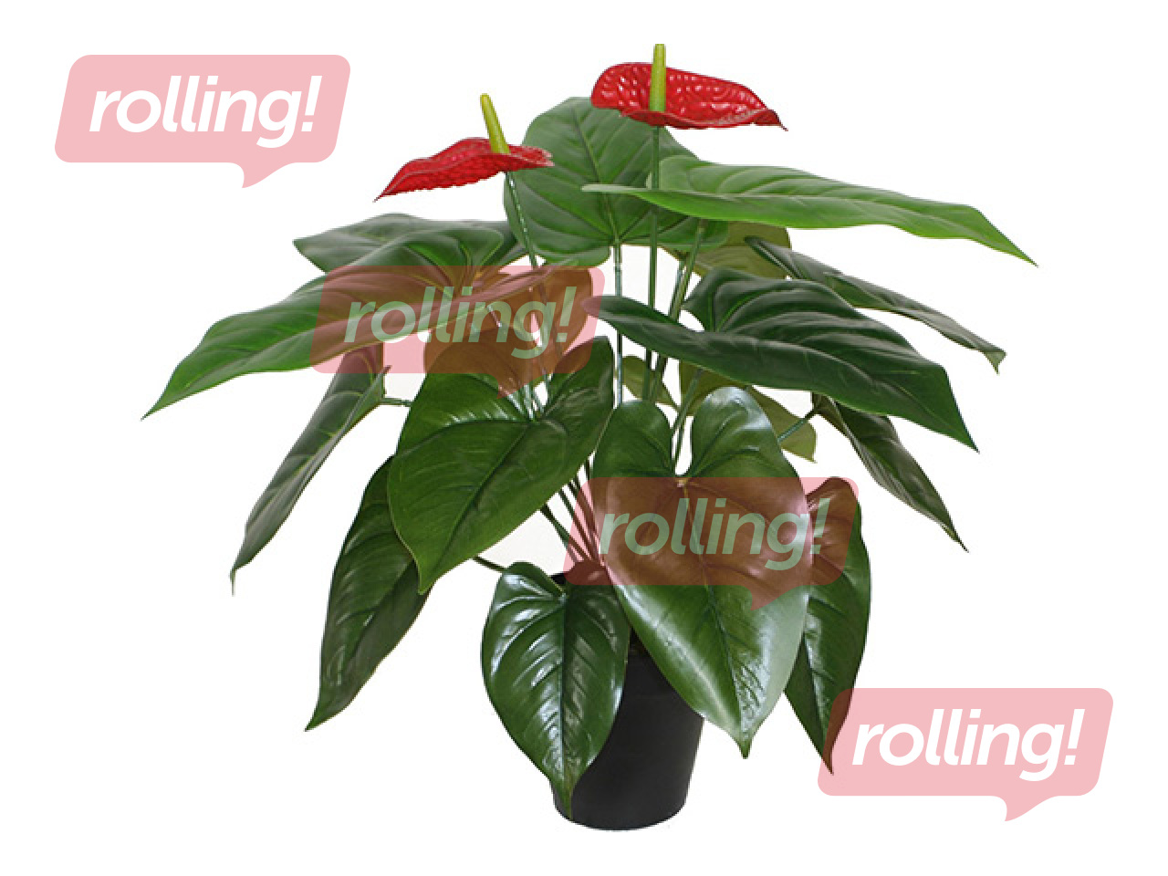 Kunsttaim Anthurium flamingo, must pott, 45cm