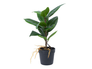 Mākslīgais augs Greenland, gumijas vīģe podiņā, 35cm