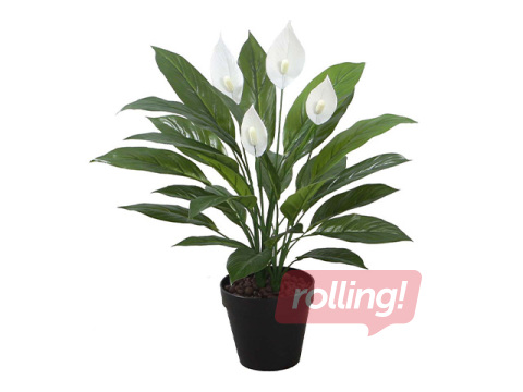 Kunsttaim Spathe, tütarlill, 60cm