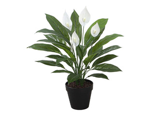 Kunsttaim Spathe, tütarlill, 60cm